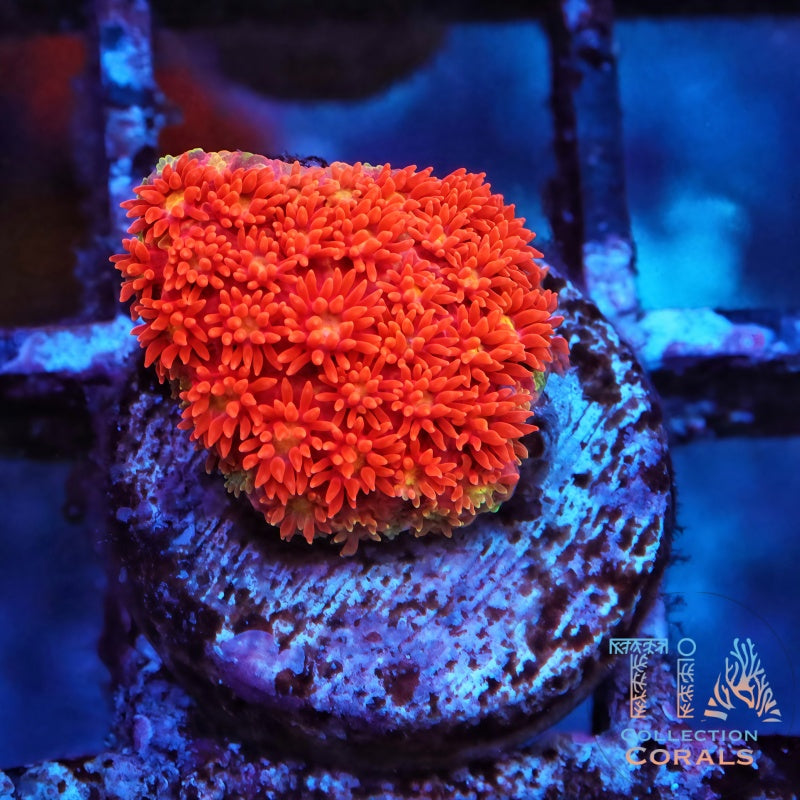TIA Fireball Rainbow Short Goniopora (Bernardpora) Frag - Live LPS Coral for Sale | TIA Coral