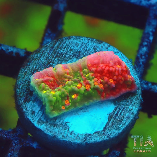 Sunfire Grafted Montipora