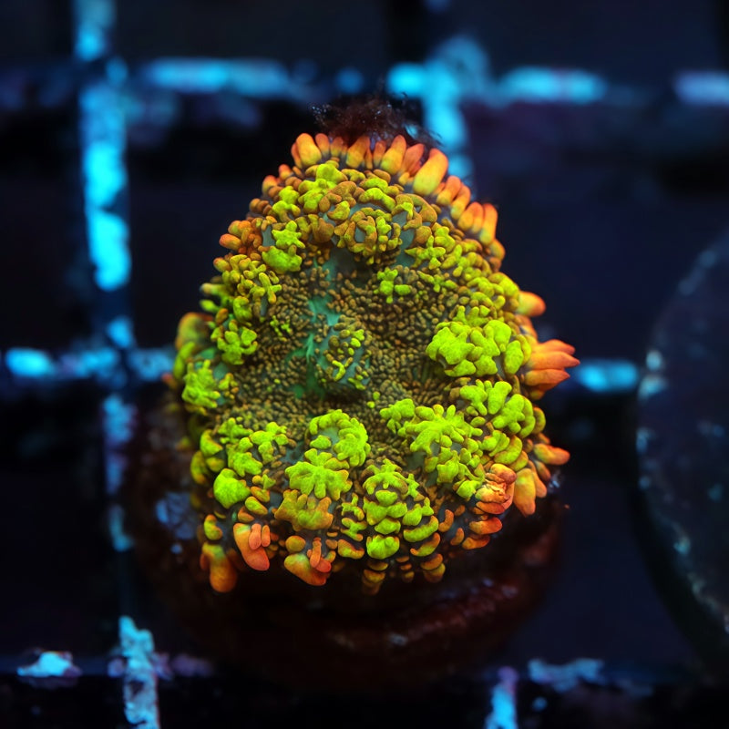 Flamethrower Bounce Mushroom