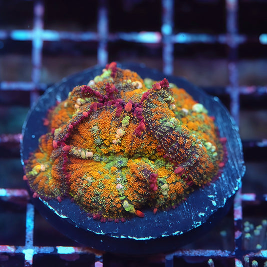 Rainbow OT7 Bounce Mushroom Colony