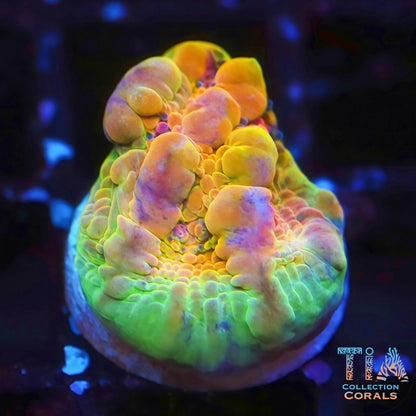 TIA Rainbow Temple Bounce Chalice (Mother Attached)
