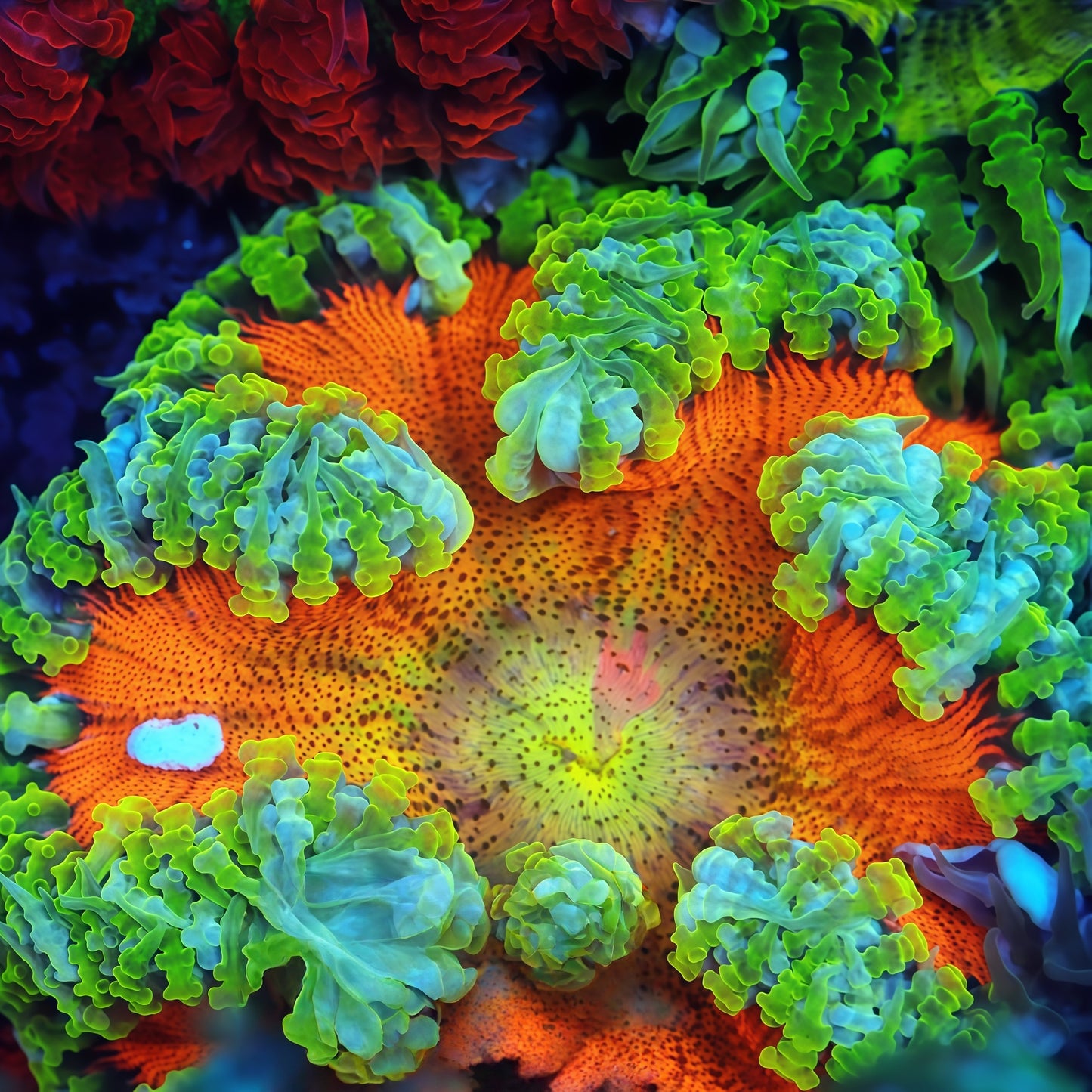 Rock Flower Anemones