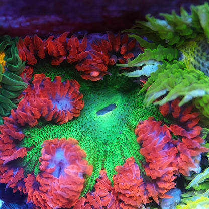 Rock Flower Anemones