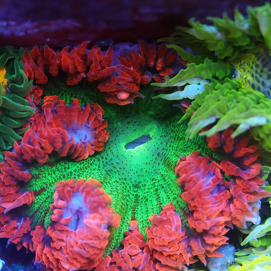 Rock Flower Anemones