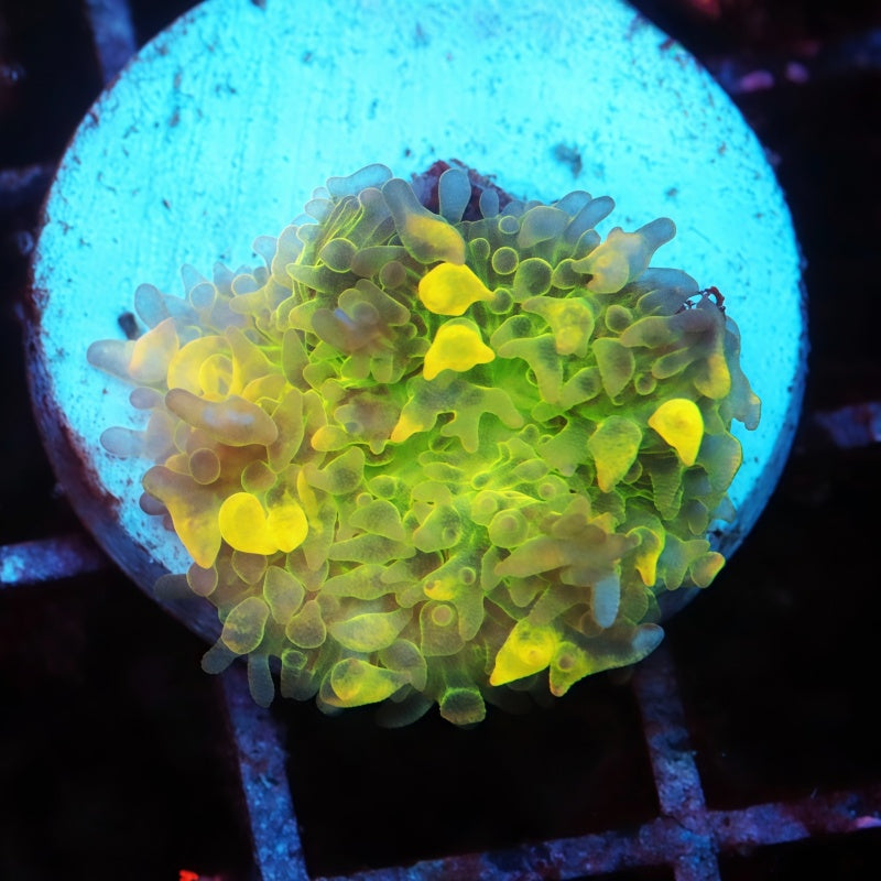 Lemon Head Bounce Mushroom