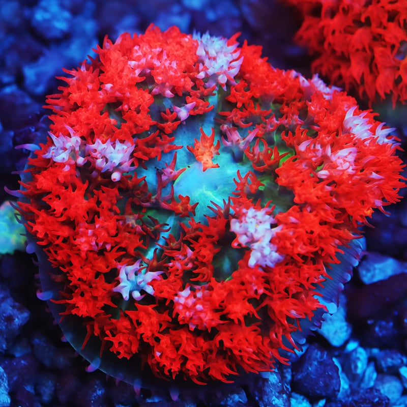 Atomic Heart St. Thomas Mushroom