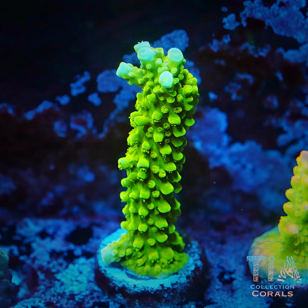 出售鹿角珊瑚– 优质SPS 珊瑚碎片和珊瑚群– TIA Corals
