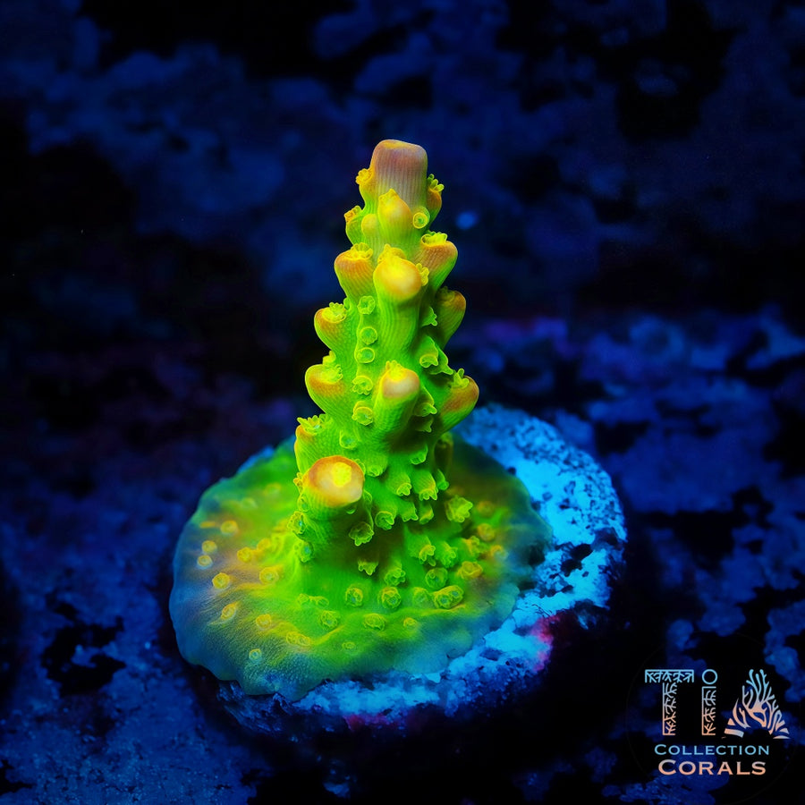 TIA Inferno Firefly Acropora, SPS coral