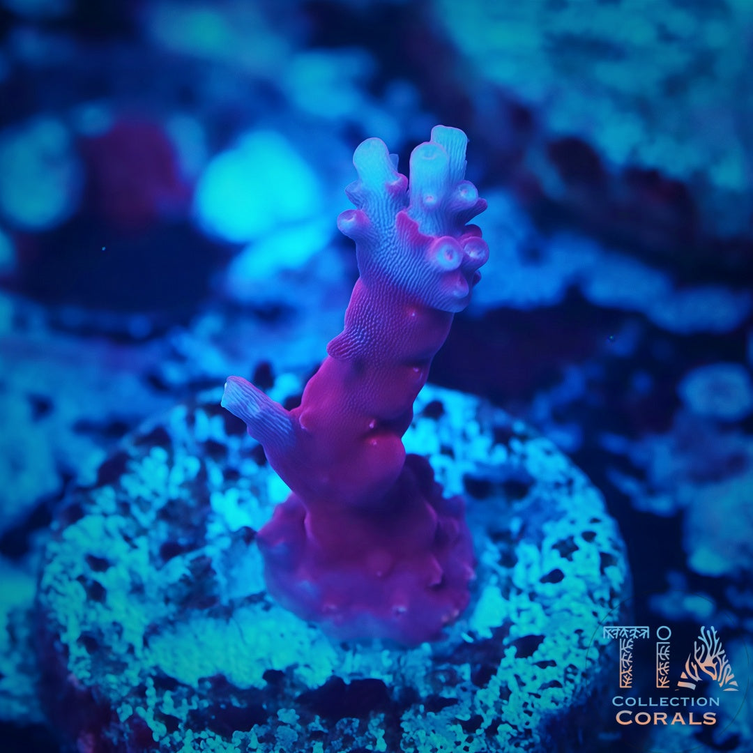 樱桃派蔷薇珊瑚碎片