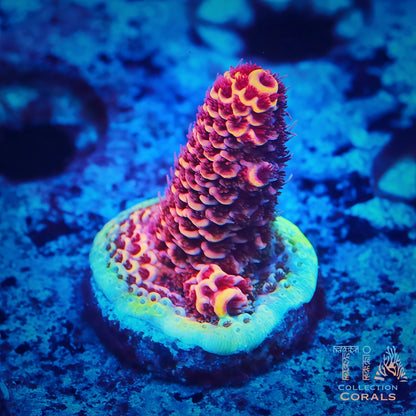 Fragmento de pastel de cereza Montipora