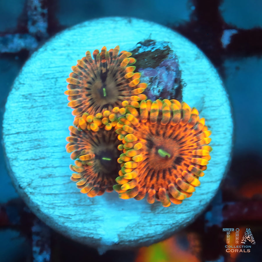 Tiger Eye Zoanthids, soft coral