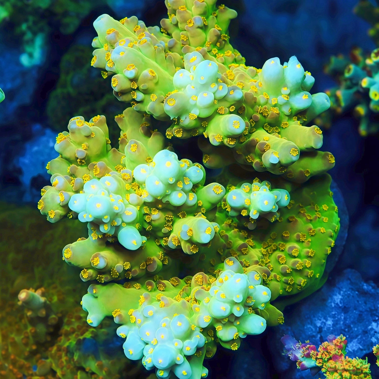 TIA Ginkgo Glow Acropora  Colony (cut to order)