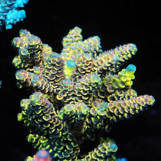 TIA Neon Mosaic Grafted Tenuis Acropora