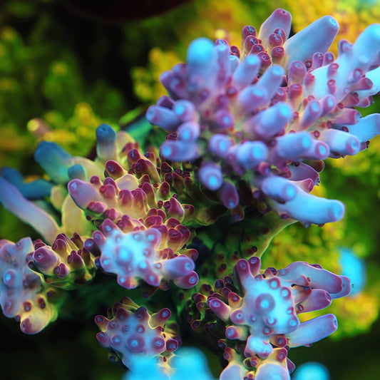 TIA Fusion Spark Acropora Colony (cut to order)