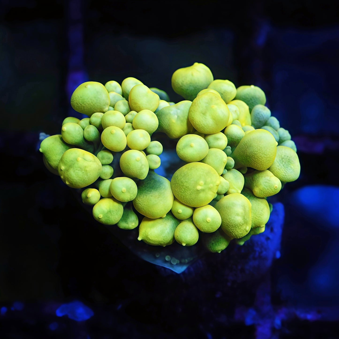 TIA First Chapter (Unknow Species )