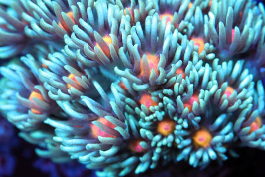 Corals Reefs for Sale Weekly New Arrivals