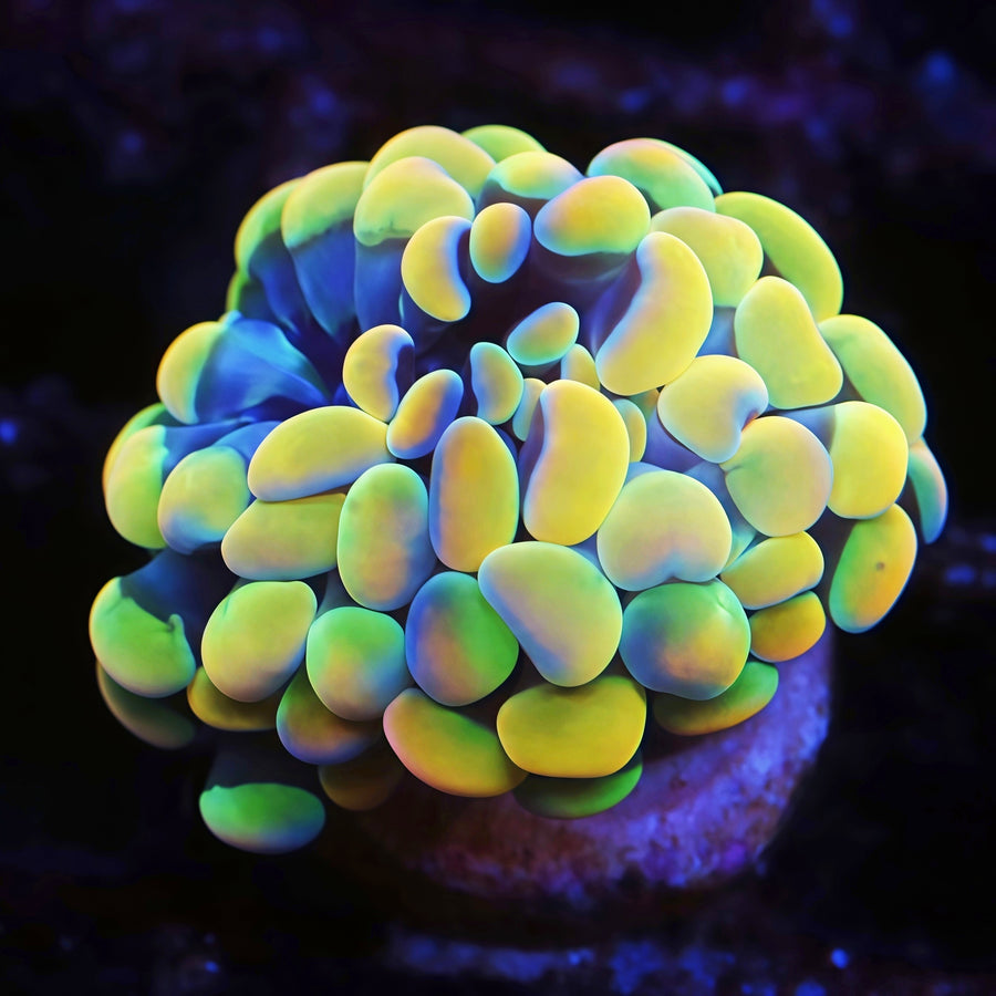 Rainbow Gold Hammer Frag, LPS coral