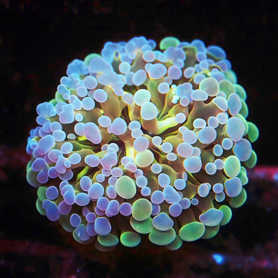 Rainbow Gold Stem Frammer Frag, LPS coral