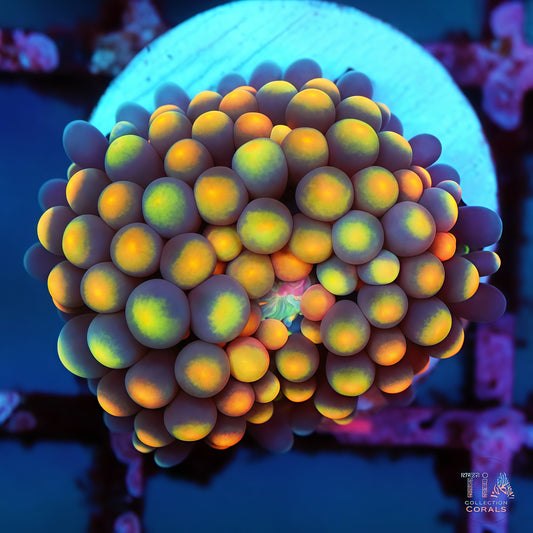 Rainbow Florida Ricordea Mushroom