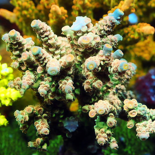 Lemon Dewdrop Colony (cut to order)