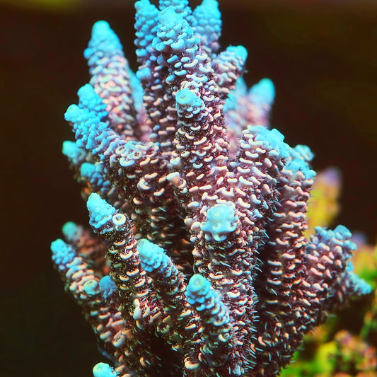 Sapphire Inferno Colony (cut to order)