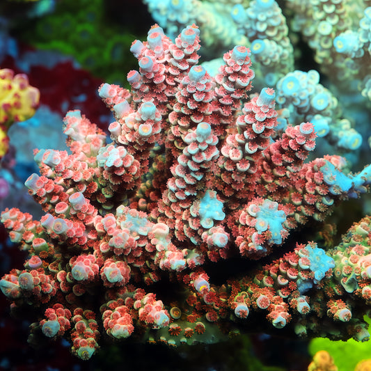 Rose Mallow(cut to order)