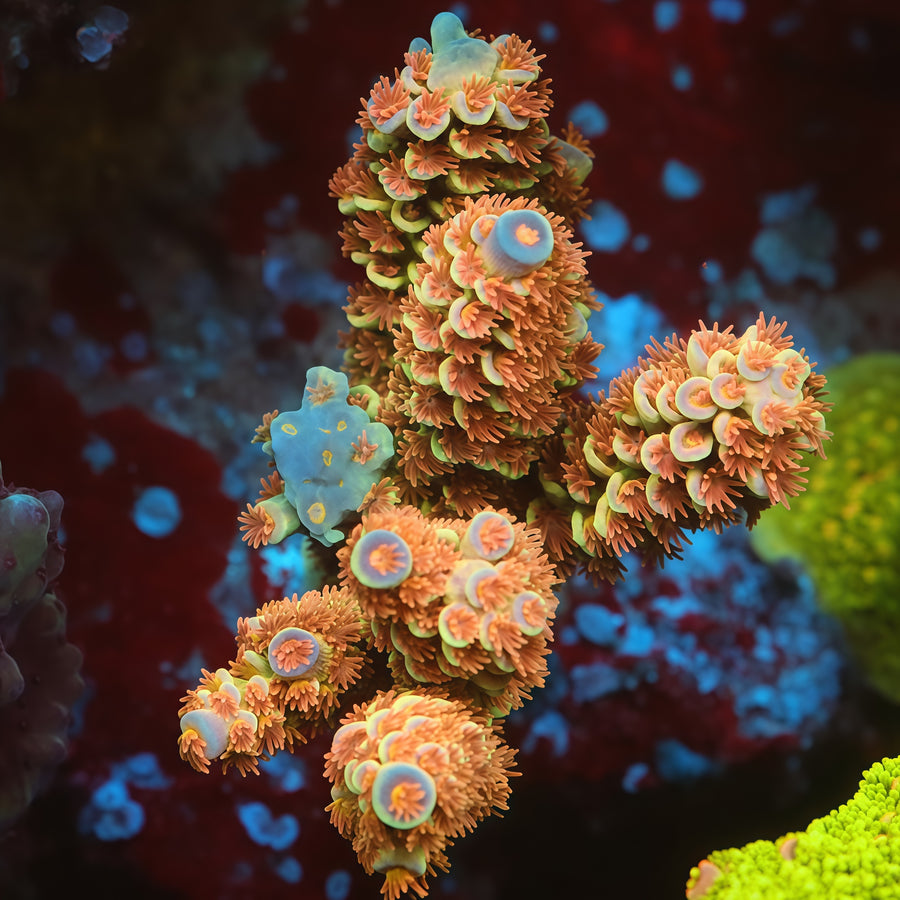 TIA Signature Orange Spark Acropora Colony (cut to order), SPS coral