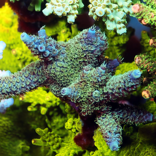 Fuzzy Mossfire Acropora  (cut to order)
