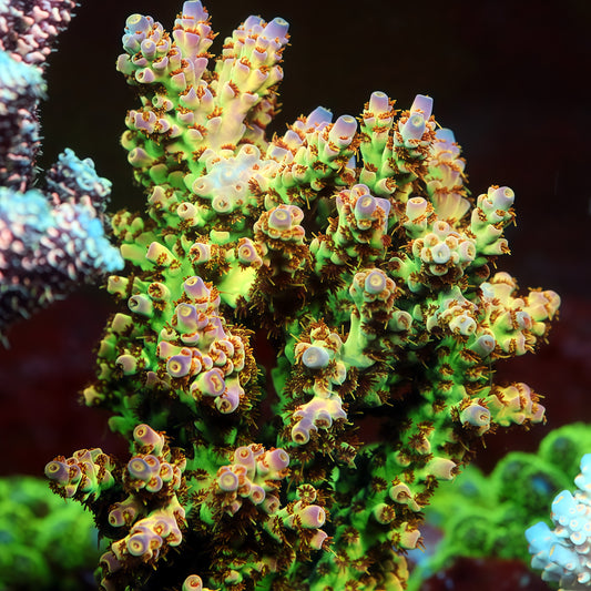 Nebula Selago Acropora (cut to order)