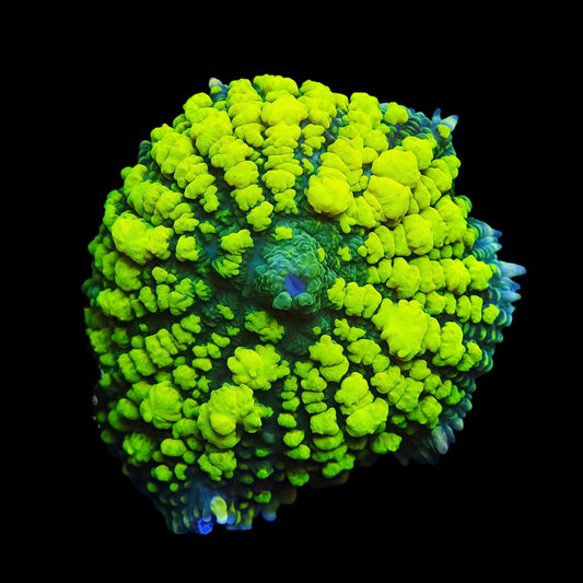 TIA Toxic Velvet Bounce Mushroom