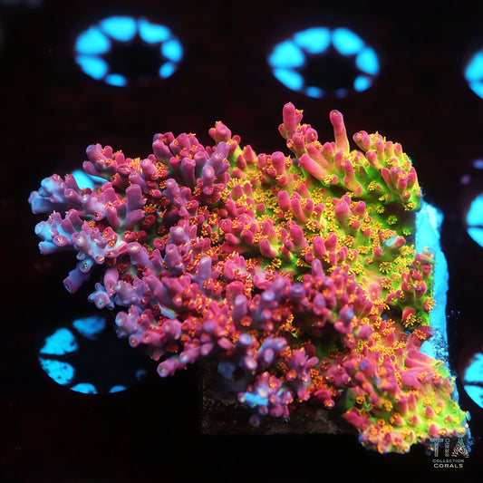 Vivid Confetti Acropora