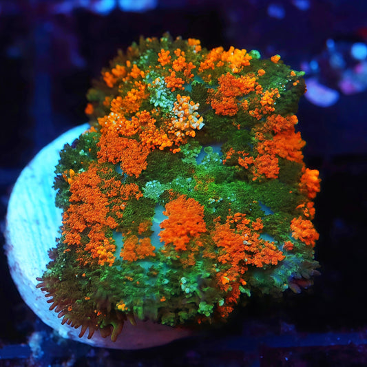 TIA Sunflower Garden Carpet Mushroom