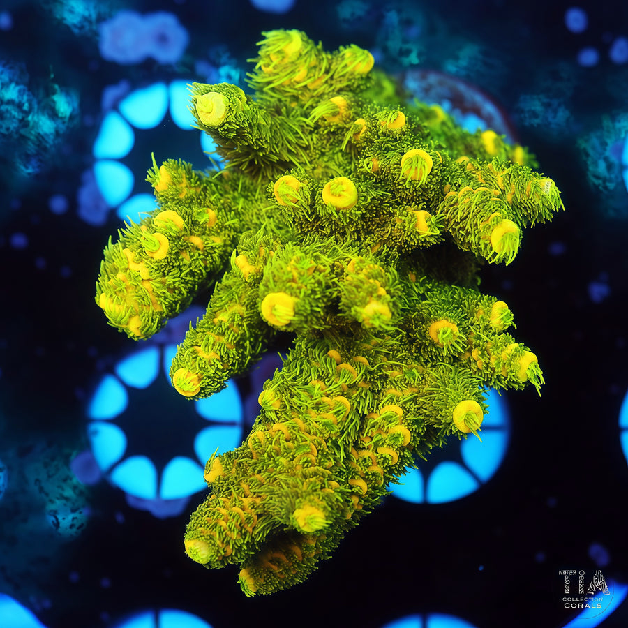TIA Sunshine Fuzz Acropora Colony (cut to order), SPS coral