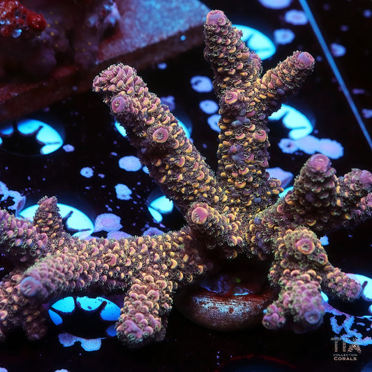 Phoenix Glow Acropora (cut to order)