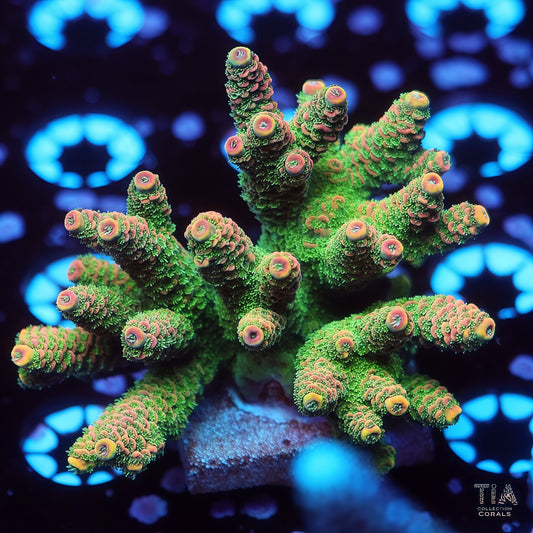 Orange Mossfire Acropora