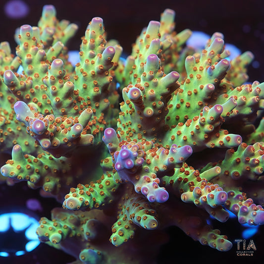 Orchid Blossom Acropora ( cut to order)