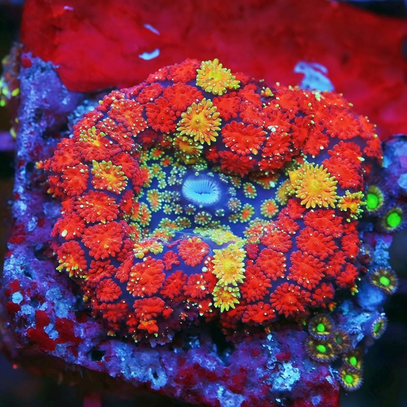 Super Pin Cushion Mushroom