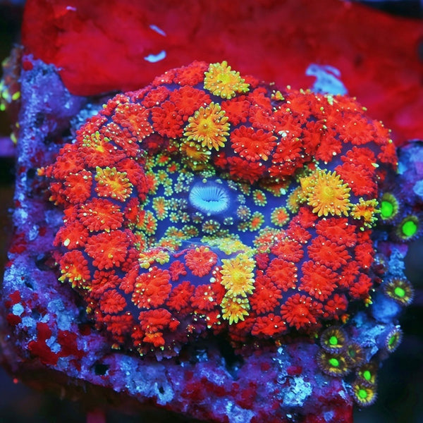 Magic Carpet Mushroom Softies Coral | Tia Coral – TIA Corals