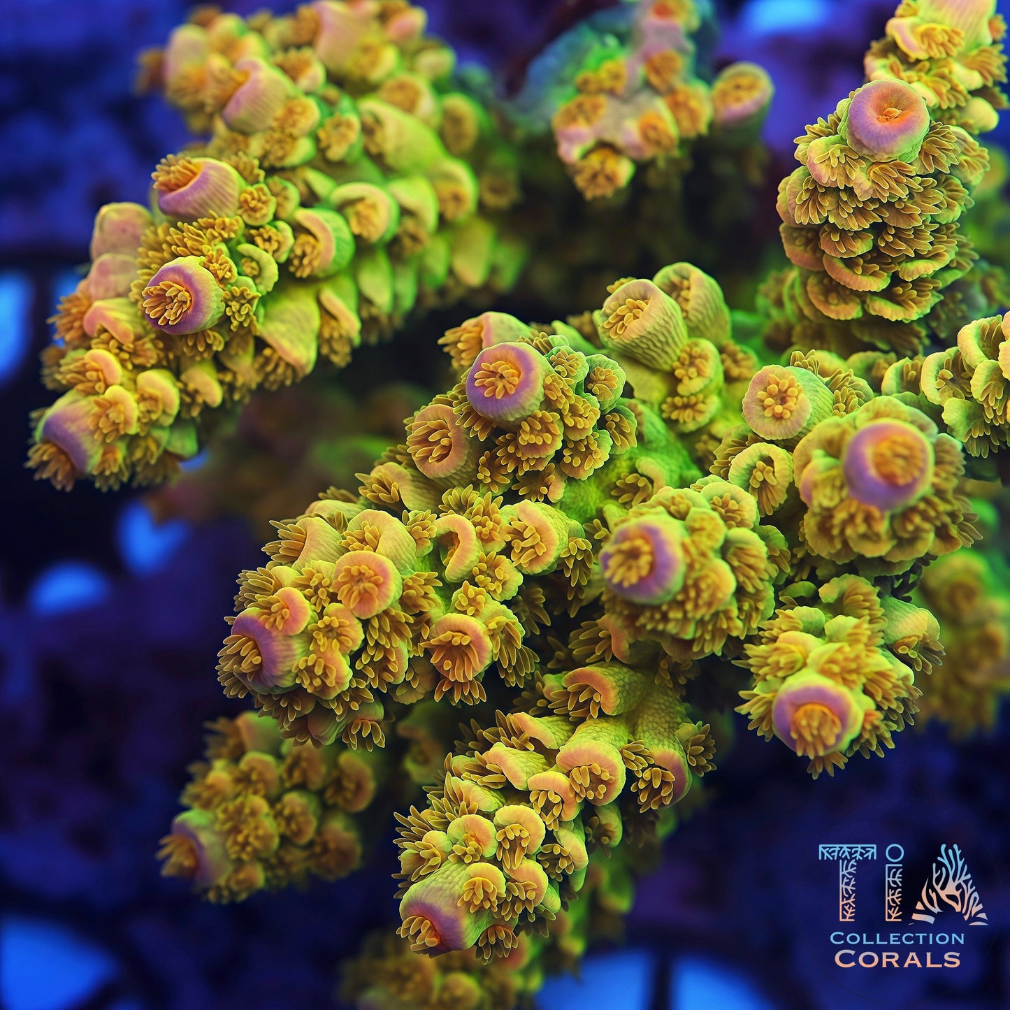 TIA Golden Coin Tenuis (cut to order)