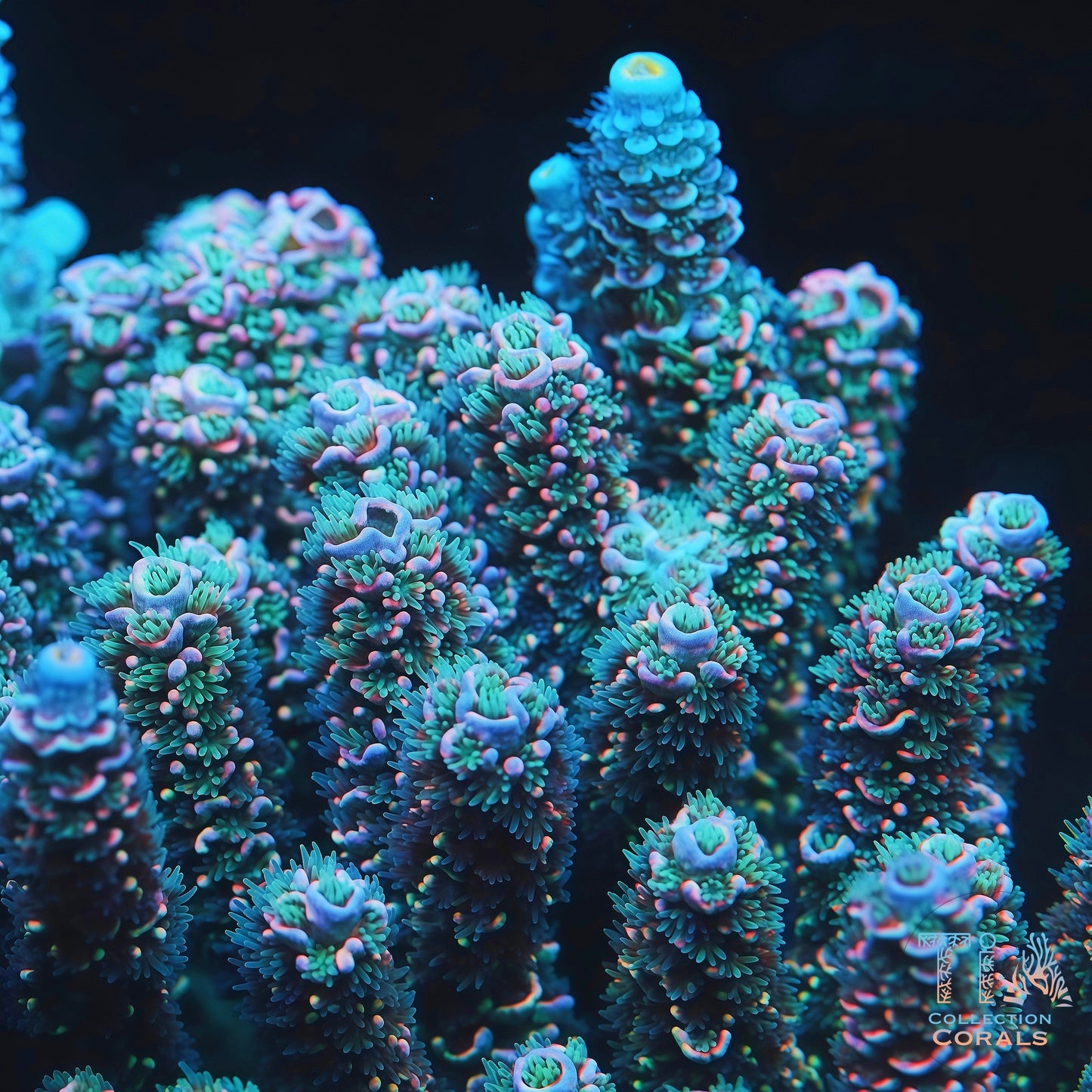 TIA Blue Whale Acropora