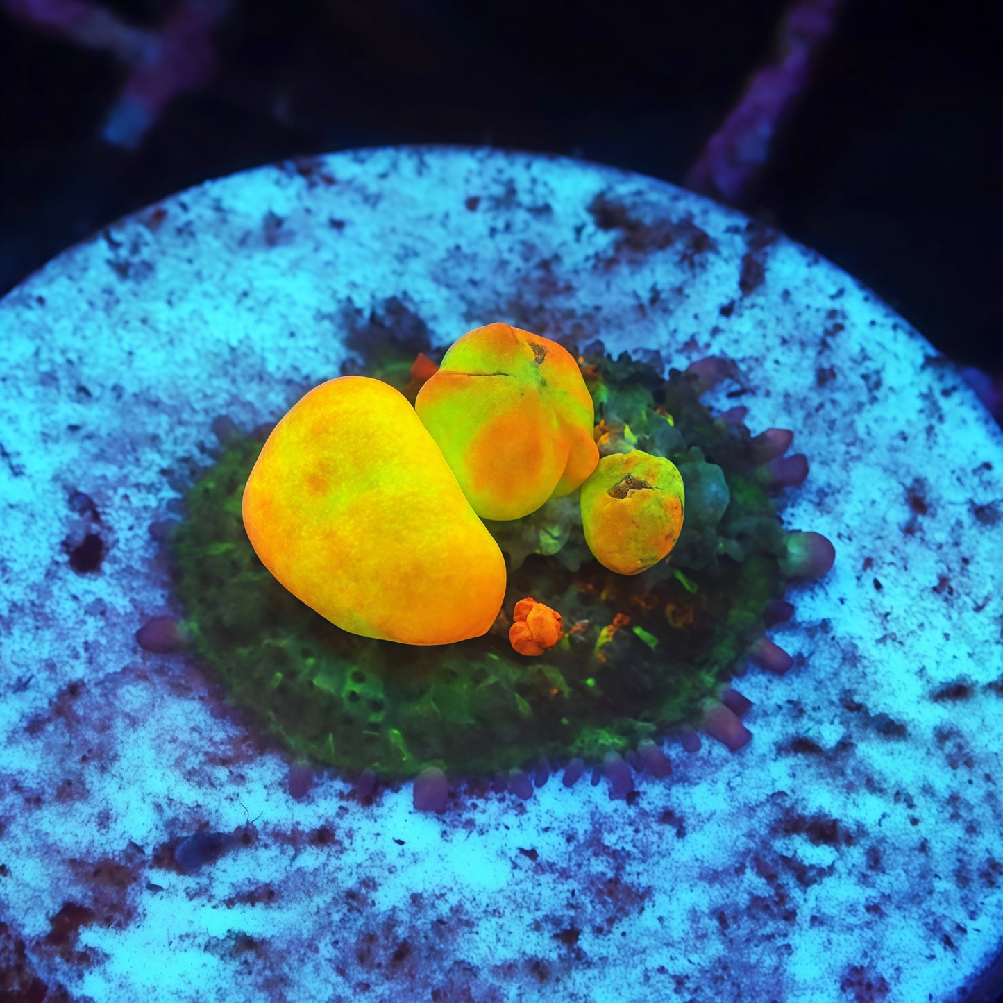 OG Bounce Mushroom 1