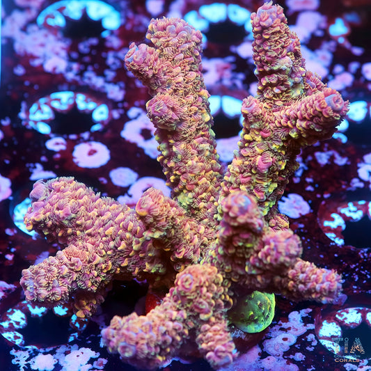 Phoenix Glow Acropora (cut to order)