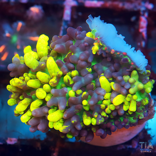 TIA Insane Magic Carpet Mushroom