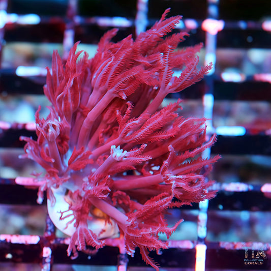 Ruby Red Pulsing Xenia RARE