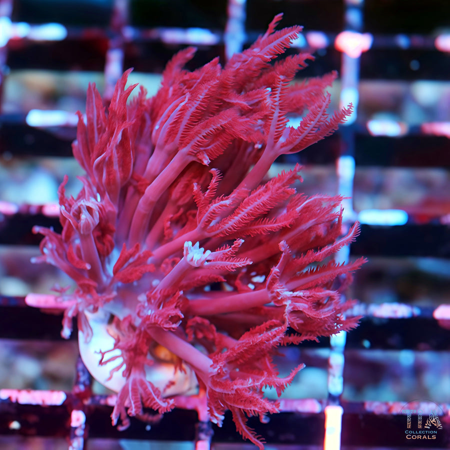 Ruby Red Pulsing Xenia RARE, soft coral