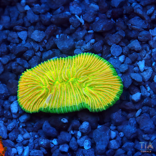 Flash Lemon Slice Plate