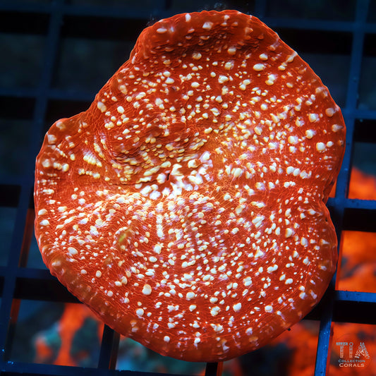 Bloody Snow Chalice (mini colony)