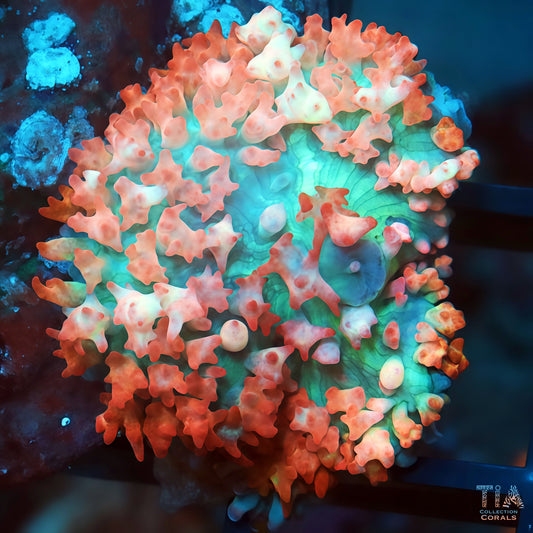 Red St Thomas Mushroom