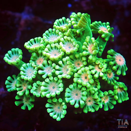 Neon Binding Alveopora