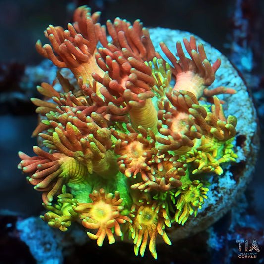 Master Grade Multicolor Goniopora